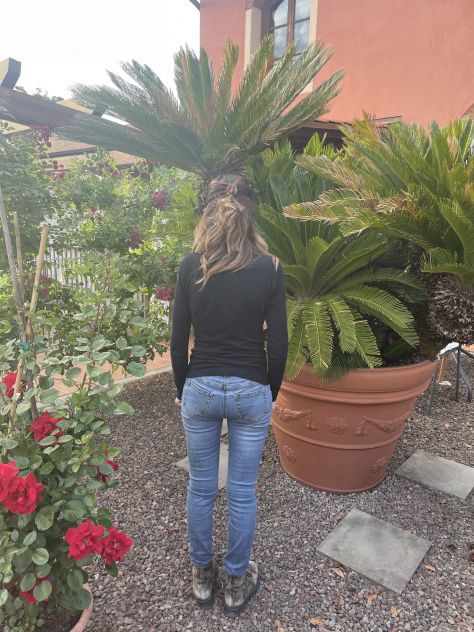 Grande Cycas Revoluta ornamentale adulta - Foto 5