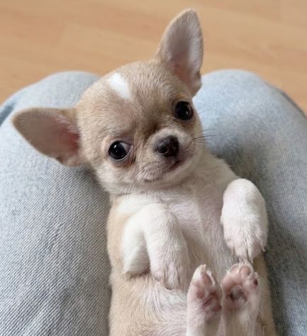 CHIHUAHUA TOY CUCCIOLI - da 40 euro al mese - Foto 2