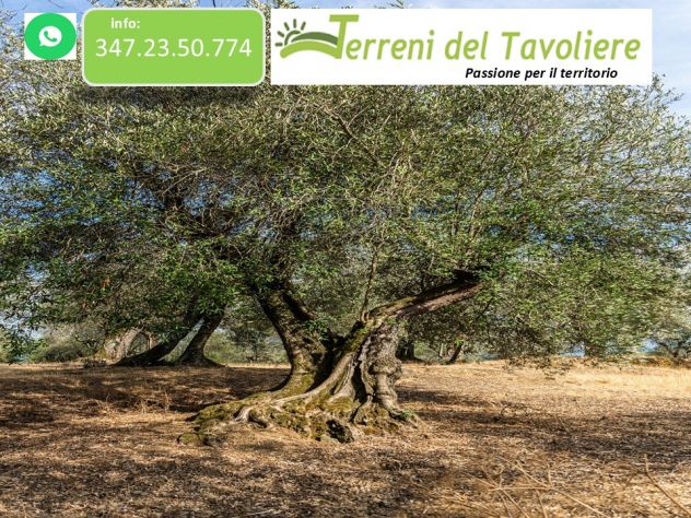 Uliveto di 2,5 ettari in agro di San Severo, località Sant’Antonino