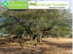 Uliveto di 2,5 ettari in agro di San Severo, località Sant’Antonino