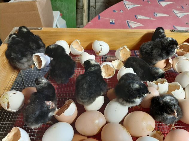 GALLINE AMROCK - Foto 3