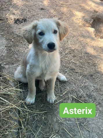 OBELIX,  LEON,  DARIO,  ASTERIX,  HEIDY CUCCIOLI IN ADOZIONE - Foto 4