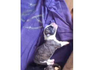 Cani