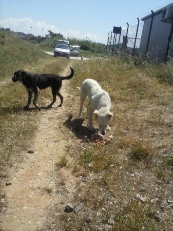 4 cuccioli in pericolo - Foto 3