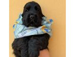 Cucciolo di cocker spaniel inglese