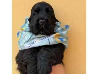 Cucciolo di cocker spaniel inglese