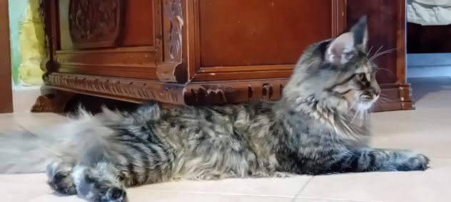 MAINE COON CUCCIOLA - Foto 4