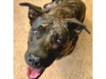 LENNY MAGNIFICA CAGNOLONA IN ADOZIONE