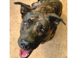 LENNY MAGNIFICA CAGNOLONA IN ADOZIONE