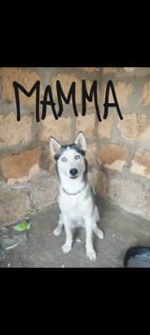 Regalo meravigliosi cuccioli incrocio husky - Foto 2
