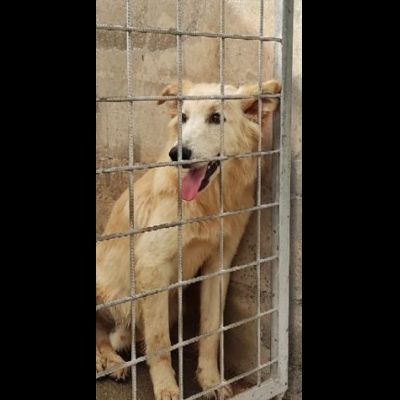 CECCO TENERO E GIOVIALE CAGNOLINO IN ADOZIONE - Foto 5