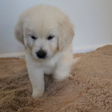 Cuccioli di Golden Retriever con Pedigree ENCI - Foto 2