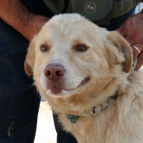 SIMBA, mix golden buonissimo - Foto 3