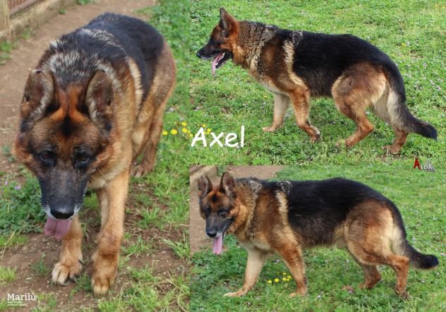 AXEL PASTORE TEDESCO 10 ANNI - Foto 3