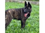 Black simil corso in adozione