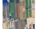 Cesenatico – Raro Terreno Agricolo di 1 Ettaro a Moso Bambù (In Fase Produttiva)