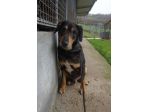 STILTON CERCA SALVEZZA CANE IN ADOZIONE