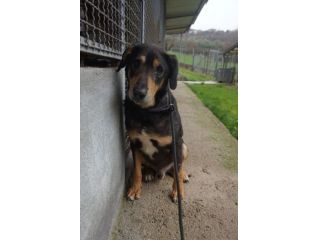 STILTON CERCA SALVEZZA CANE IN ADOZIONE