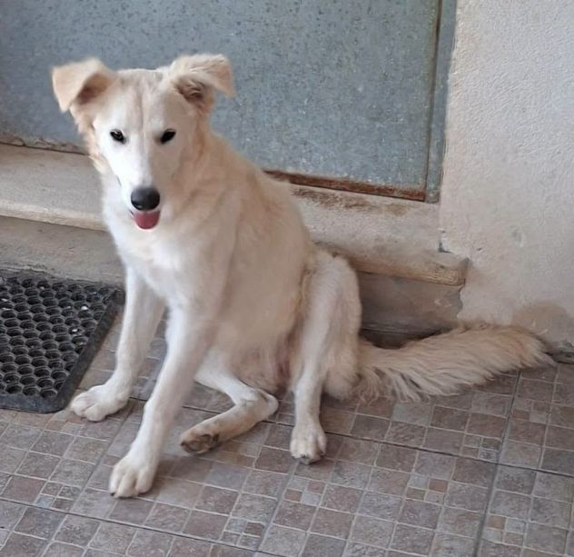 Egidia cucciola - Foto 4
