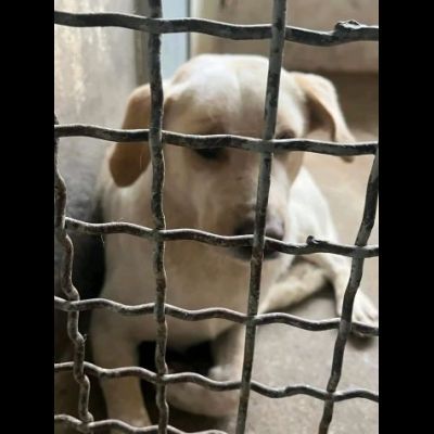 GIOSUÈ HA APPENA UN ANNO E GIA' E' RASSEGNATO AL CANILE, CANE IN ADOZIONE