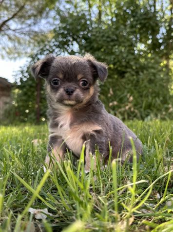 Mini cuccioli chihuahua - Foto 9