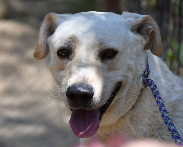 KEVIN, stupendo mix labrador gioioso - Foto 5