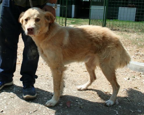 SIMBA, mix golden buonissimo - Foto 2