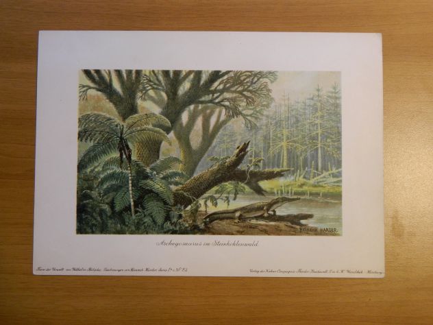 Serie di 8 litografie Harder-Bölsche: Tiere der Urwelt - Foto 6
