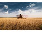 FIUMICINO, CASALE CON TERRENO AGRICOLO IN VENDITA