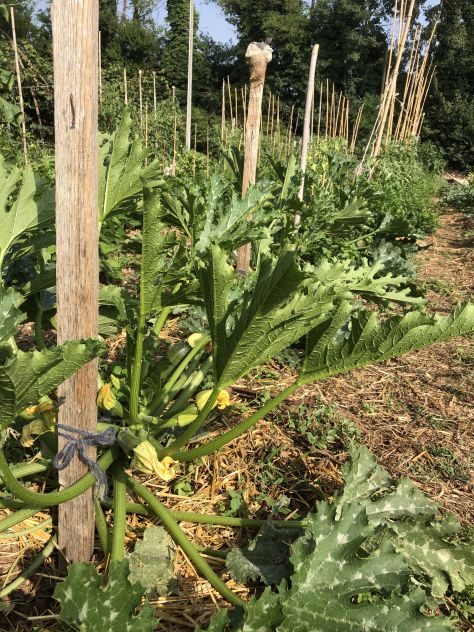 Orto da coltivare - per gli ortaggi e l'anima - Foto 3
