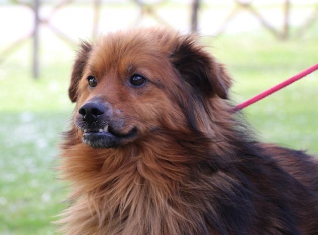 MUSETTO, tenero cagnolino - Foto 2