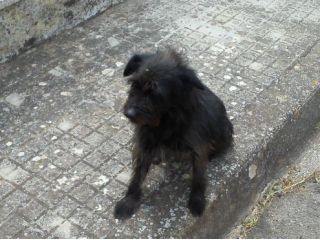 NINO, dolcissimo cagnolino per strada