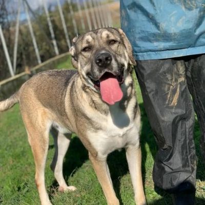 RIO AMOREVOLE E SOCIEVOLE CANE IN ADOZIONE - Foto 5