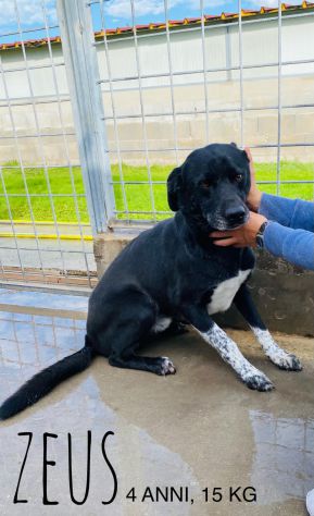 Cane in adozione. ZEUS: UNA VITA IN CANILE - Foto 3