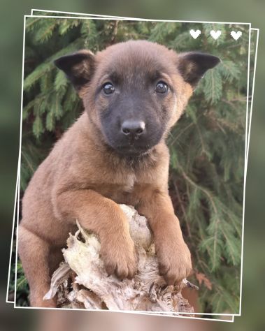 Allevamento Pastore Belga Malinois Cuccioli Pedigree ENCI - Foto 3