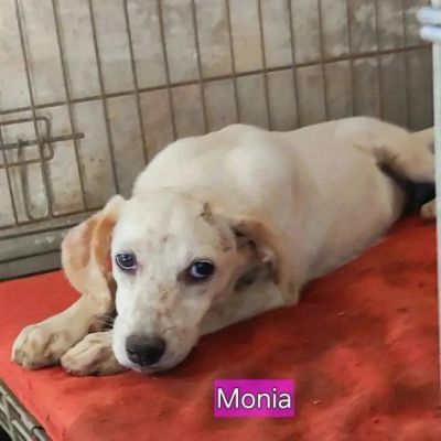 HURRA' E MONIA INVISIBILI FRA GLI INVISIBILI CAGNOLINE IN ADOZIONE - Foto 5