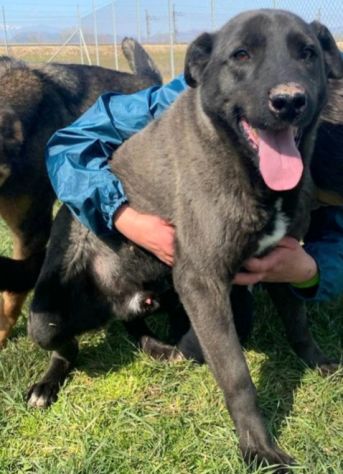 CANE IN ADOZIONE: LEO dolce carbonello - Foto 3