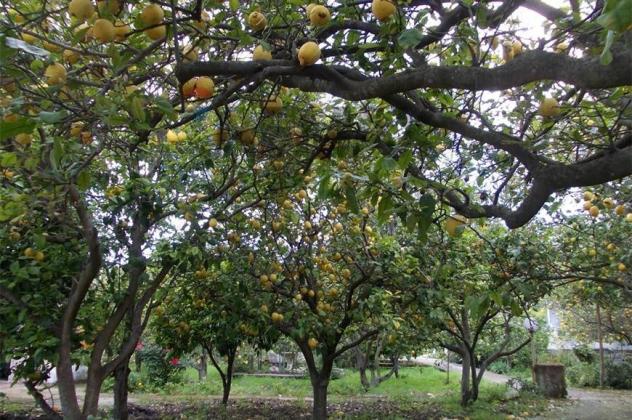 Terreno in vendita a Acireale - Foto 3