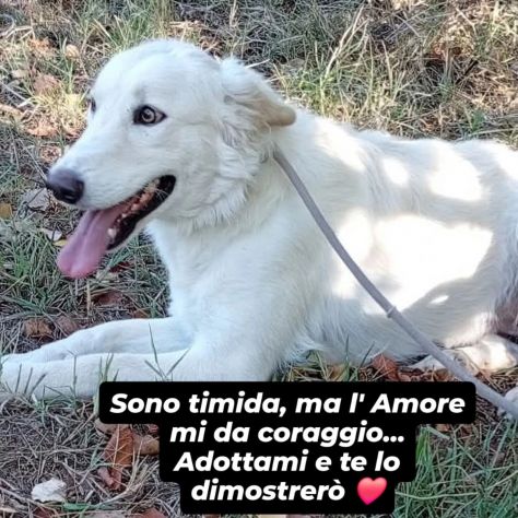 DALILA TENERISSIMA CANE IN ADOZIONE - Foto 7