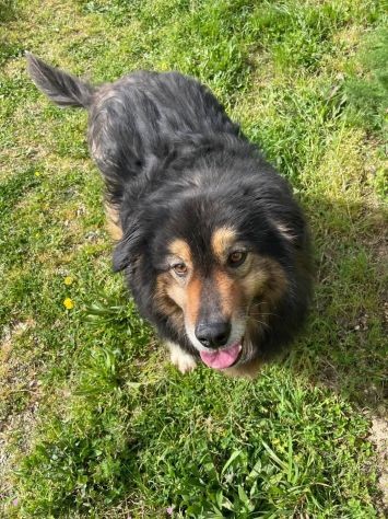 MARTIN SOCIEVOLE CANE IN ADOZIONE - Foto 3