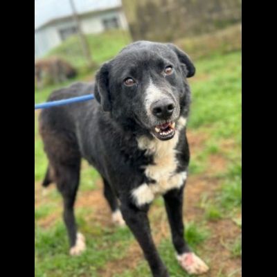 BENNY , UNA PICCOLA TENEREZZA, CANE IN ADOZIONE TG MEDIO CONTENUTA - Foto 4