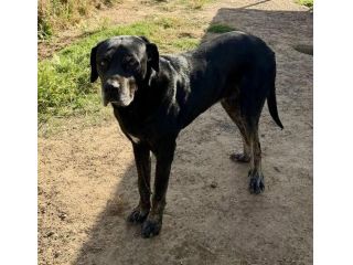 Black Jack un cane vincente