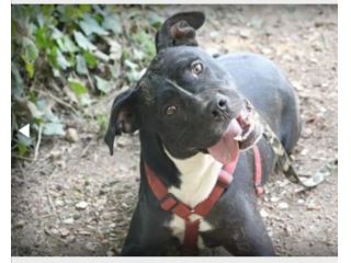 Pitbull mollato 5anni fa legato ad 1pianta ASPETTA ANCORA CASA!!HELP ROMA