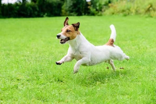 DogSitter/CatSitter a Brindisi