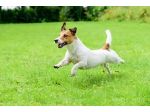 DogSitter/CatSitter a Brindisi