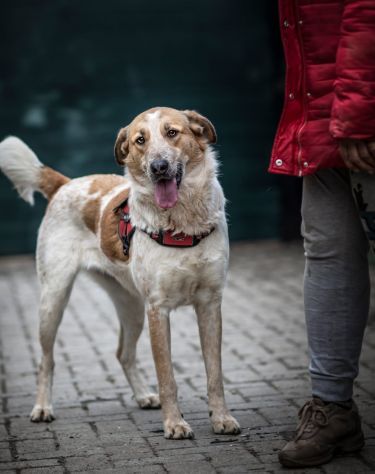 SISSI, 2 ANNI, TAGLIA MEDIA, SALVATA DA UN CANILE LAGER - Foto 5