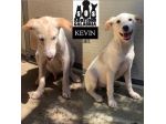 KEVIN, SPIKE, DIDO, TENERISSIMI CUCCIOLI IN ADOZIONE