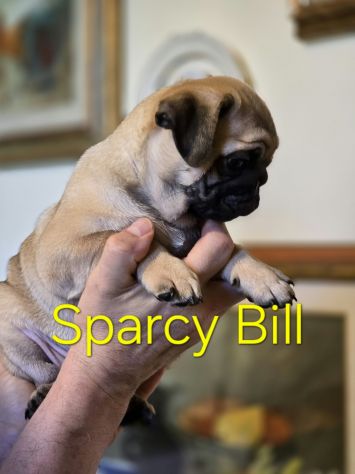 Cuccioli di carlino con pedigree - da 1800€ a 2200€ - Foto 10