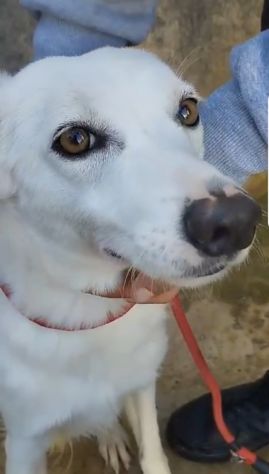 Giovane,femmina,grandi occhioni che nessuno nota! SICILIA - Foto 6