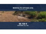 Immobile in asta di 1600 m² in vendita a Montalto Uffugo